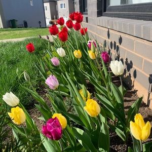 Meet your Posher, Priscilla